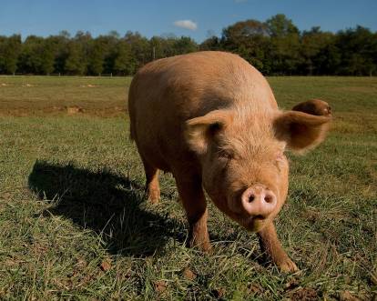 Vitae nobis aut quas