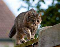 Dolores ut incidunt voluptatem excepturi id animi minima quia